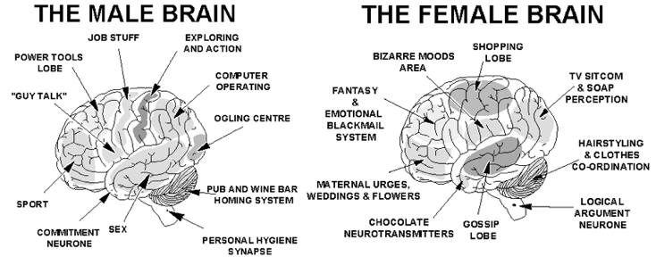 Male vs female brain differences that Know, male vs female brain differences